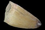 Cretaceous Fossil Crocodile Tooth - Morocco #122449-1